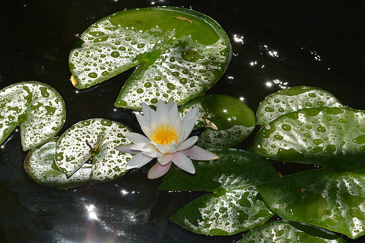 Vodní lilie, bílá, květ, rostliny, rybník