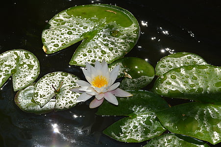 Водяная лилия, Белый, цветок, растения, пруд