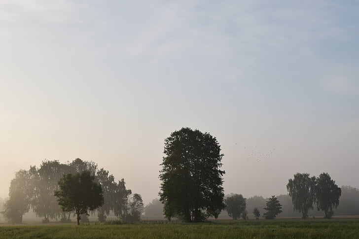 névoa da manhã, nevoeiro, paisagem, natureza, nascer do sol, mysthisch, árvores