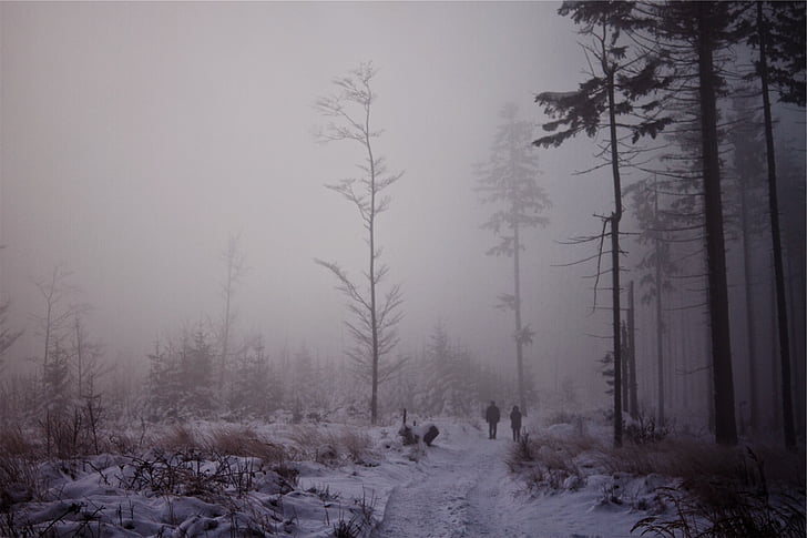 zwei, Person, stehende, Schnee, Stock, Nebel, Nebel