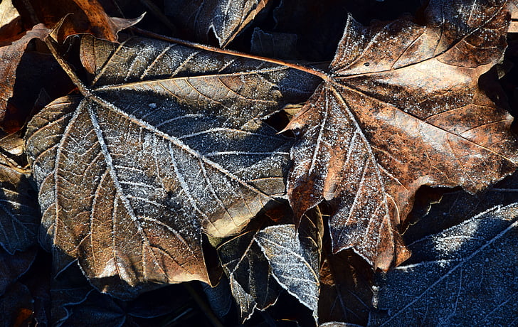 foglie, autunno, fogliame di caduta, gelo, inverno, dicembre, chiudere