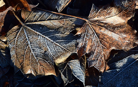 leaves, autumn, fall foliage, frost, winter, december, close