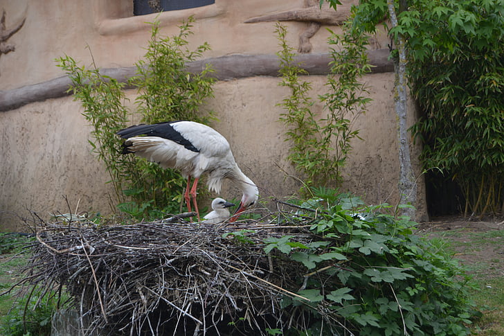stork, nest, bird, storchennest