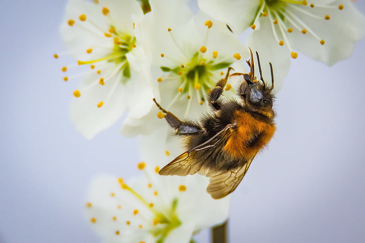 Blossom, Bloom, Hummel, bestuiving, insect, natuur, Tuin