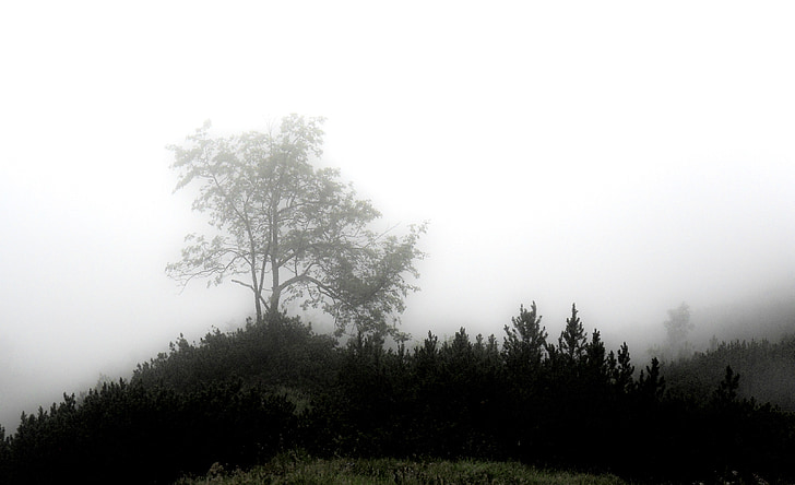 fog, mystical, forest, mood, unterberg, mysterious, gespenstig