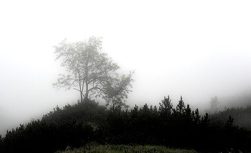 mgła, mistyczne, lasu, nastrój, Unterberg, tajemniczy, gespenstig
