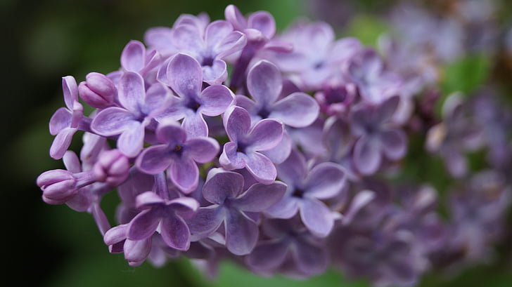 flower, lilac, purple, spring, nature, plant, close-up