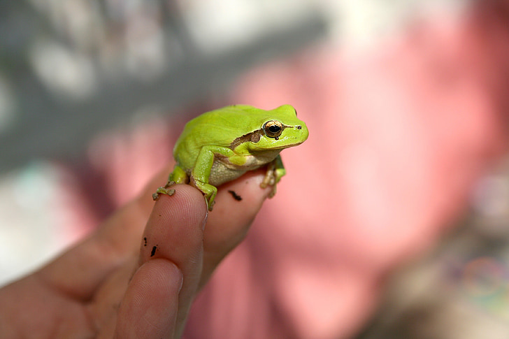 ếch, bàn tay, động vật, màu xanh lá cây