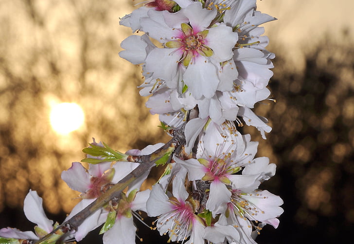 Almond, Blommande träd, våren, blomma, Blossom, träd, bräcklighet