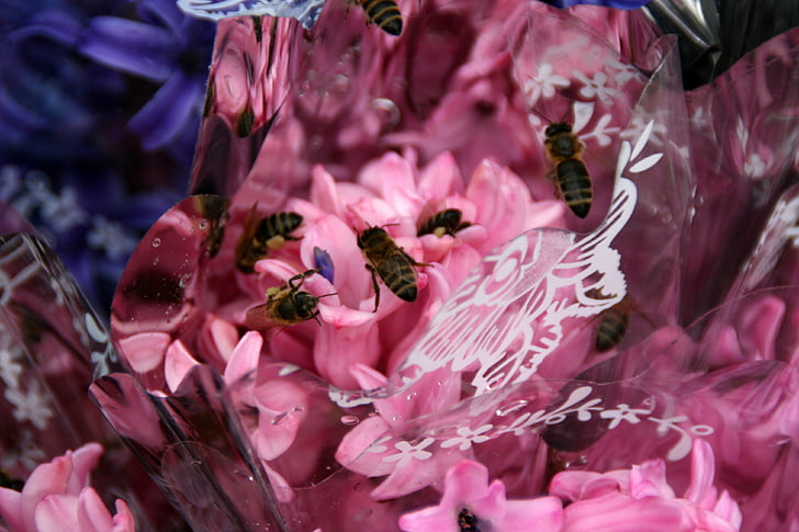 зюмбюл, пчела, розово, листенца