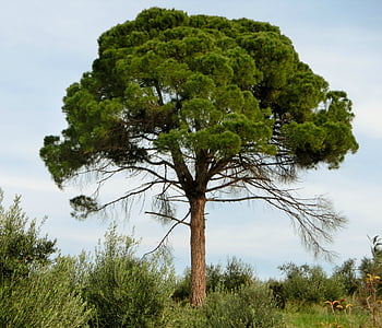 borovice, jehličnatý, strom, Středomořská, zelená, Příroda