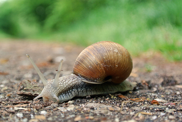 snail, macro, close, animal recording, shell, nature