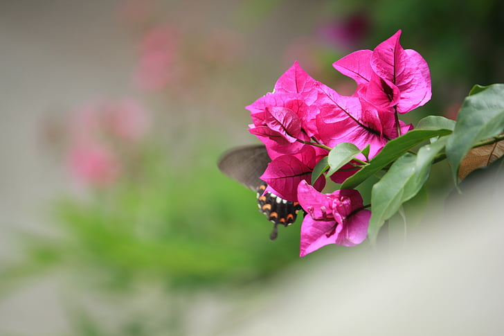 fluture, dans, frumos, insectă, roz, floare