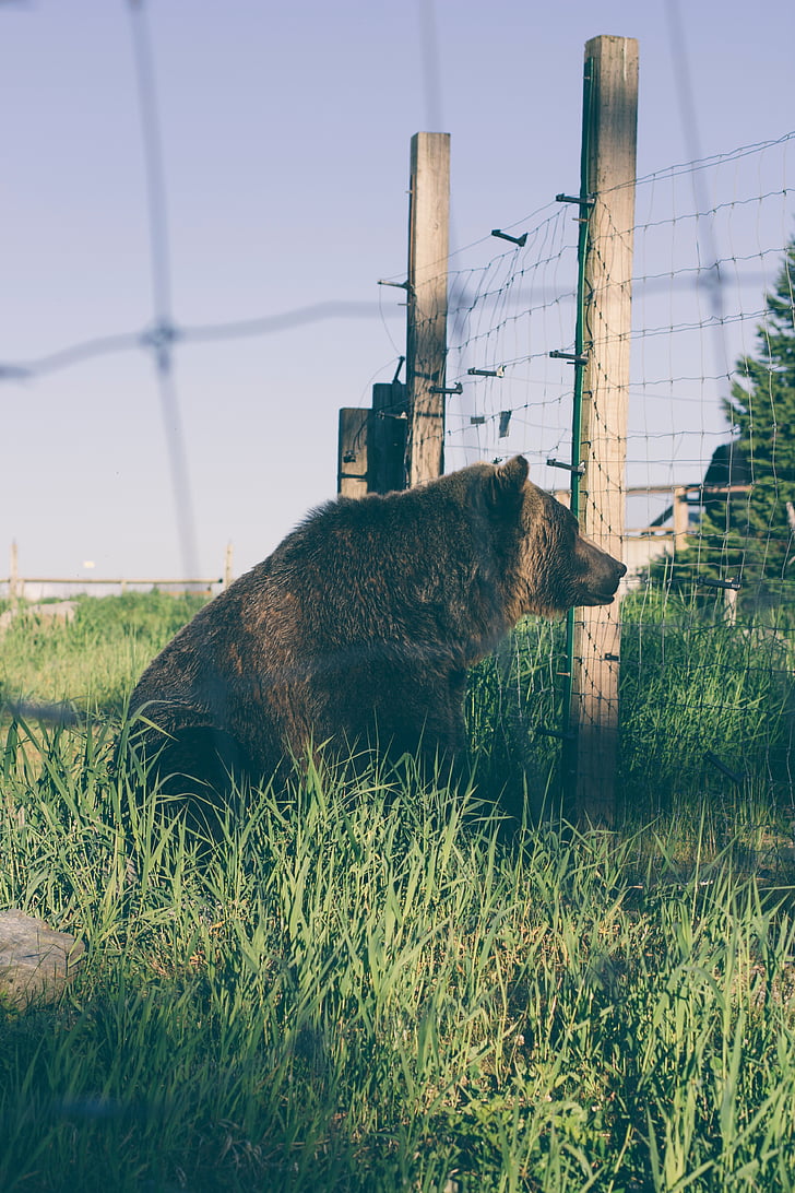 brown, bear, inside, wire, fence, photo, green