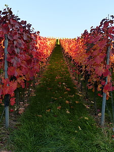 ブドウ園, ブドウの木, 秋, ワイン, 自然, ブドウ, レブストック