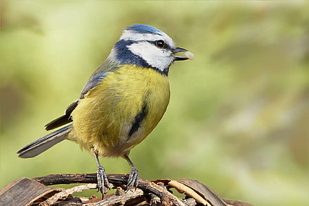 bird, blue tit, young animal, foraging, garden, nature, wildlife