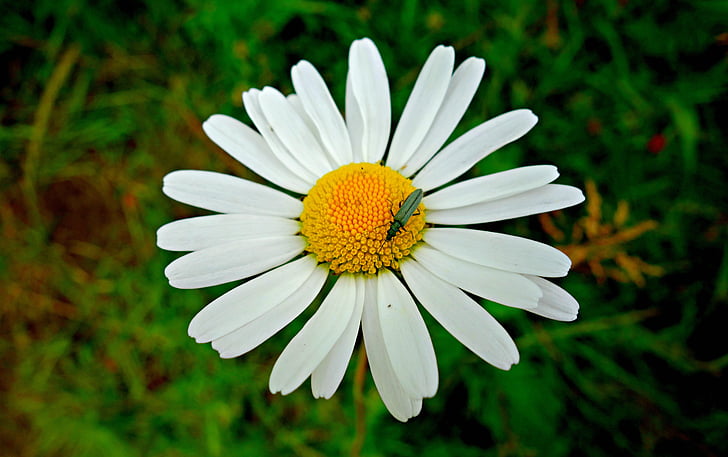 Daisy, OX-eye daisy, blomma, Anläggningen, kronblad, hjärtat, Blossom