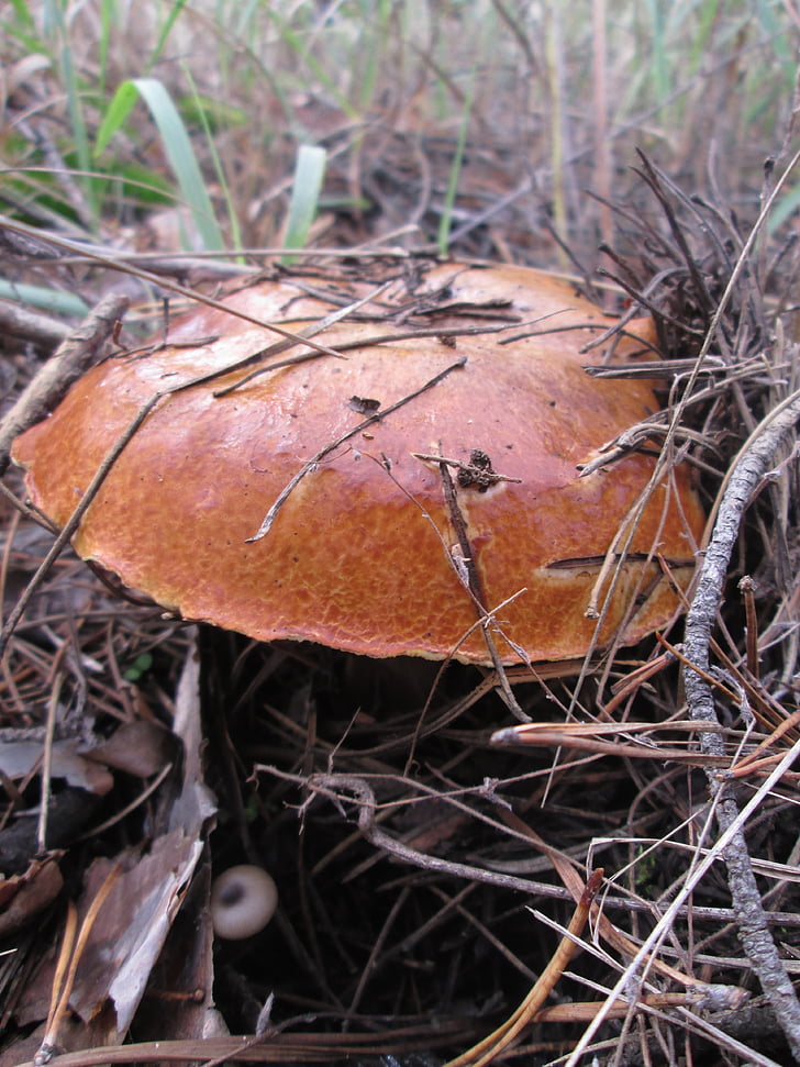 mushroom, greasers, needles, autumn