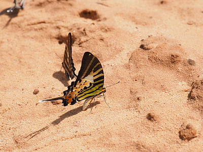 vlinder, natuurlijke, insect, grond, kleurrijke, vleugels