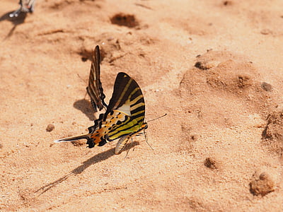 borboleta, natural, inseto, terreno, colorido, asas