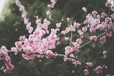 bella, Blooming, Blossom, sfocatura, ramo, Bud, fiore di ciliegio