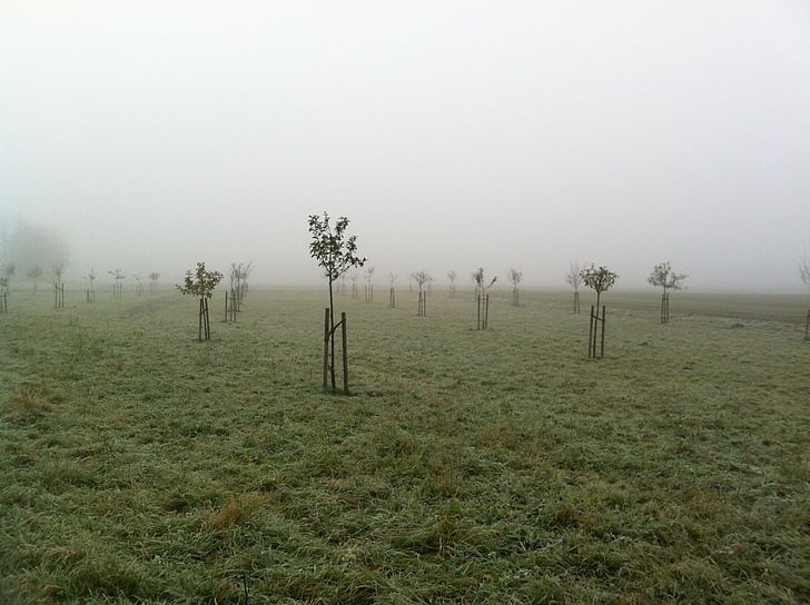 Orchard, november, tåge, plante, træer, Tyskland, efterår