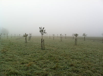 овощна градина, ноември, мъгла, растителна, дървета, Германия, Есен