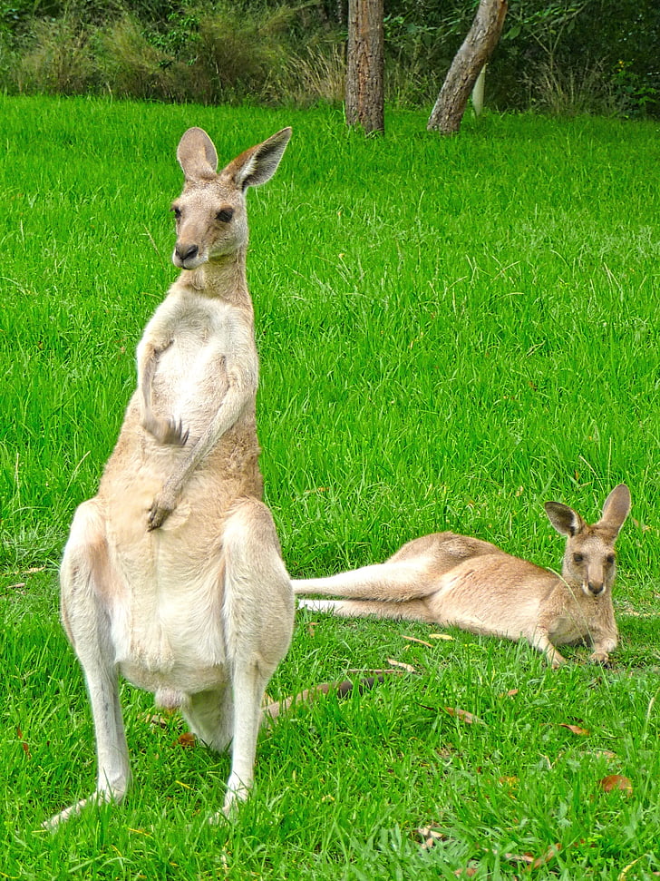 kangaroo, male, standing, female, lying, animals, australian