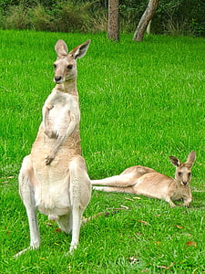 kenguru, férfi, állandó, női, fekvő, állatok, Ausztrál