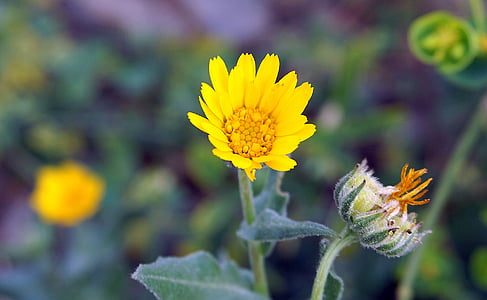 flor, amarelo, pequeno, Primavera, florescência, flor amarela, crescido