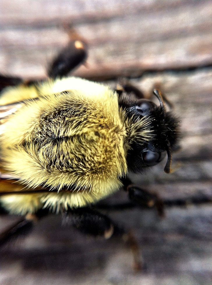 μέλισσα, σφήκα, μακροεντολή, έντομο, φύση, ζώο