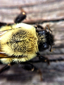 Bee, veps, makro, insekt, natur, dyr
