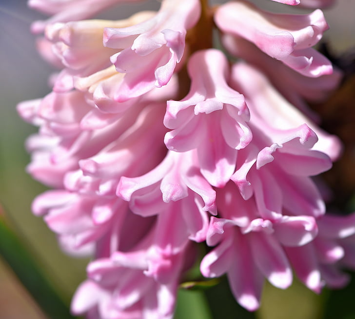 hyacinth, flower, flowers, pink, pink flower, spring flower, fragrant flower