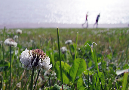 Πάουλ Κλέε, άνθος, άνθιση, λουλούδι, λευκό, άνοιξη, με τα πόδια