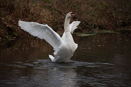 swan, water, autumn, nature, bird, swans, waterfowl