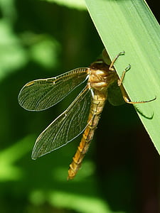 libélula dorada, meridionale de Sympetrum, hoja, ocultar, insectos, libélula, naturaleza
