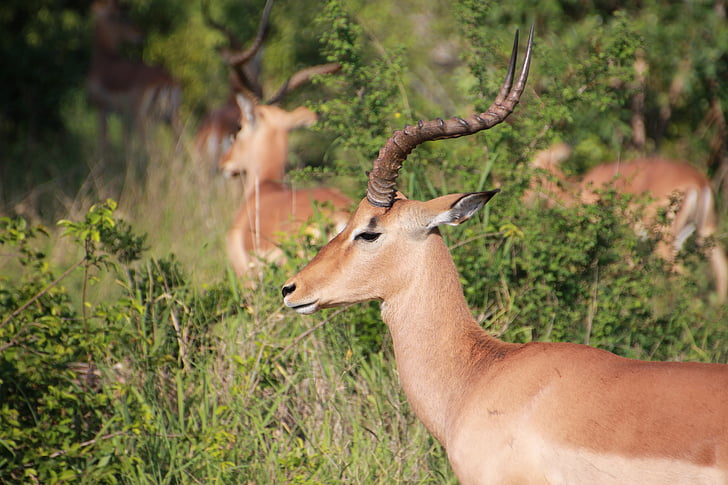 Impala, Kruger Nemzeti park, antilop, vadon élő