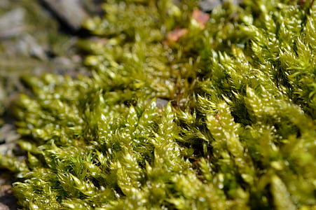 moss, green, nature, wood, fluffy, close-up, macro