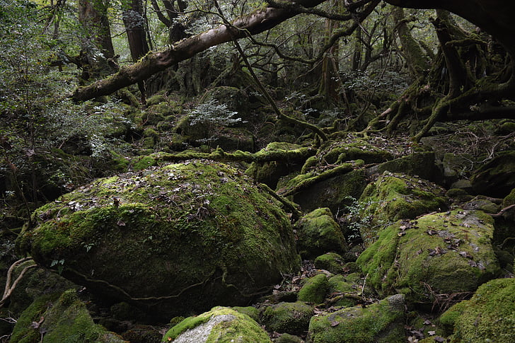 Pulau Yakushima, Putri mononoke, Lumut, dalam hutan, alam, hutan, pohon
