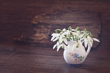 snowdrop, flower, spring flower, white, early bloomer, vase, wood