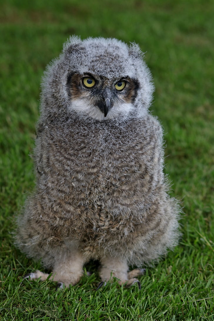 owl, fluffy, baby owl, cute, bird
