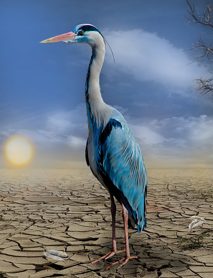 heron, fish, drought, hunger, dehydrated, heat, cracked