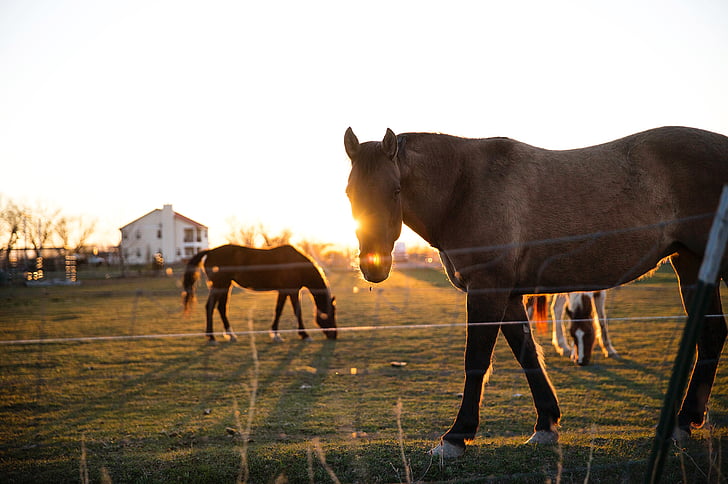 životinja, farma, polje, ispašu, konji, sunčano, zalazak sunca