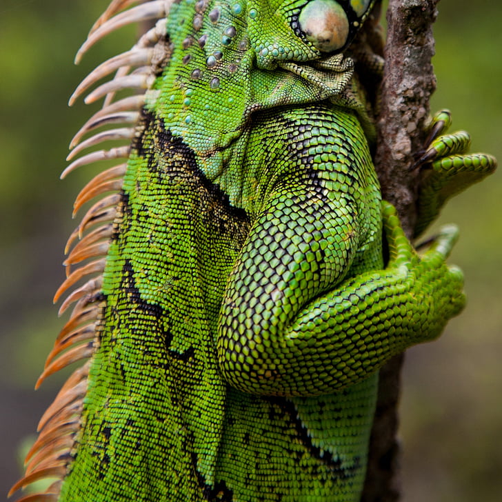 skincare, Iguana, lagarto, réptil, verde, escalas, escamoso