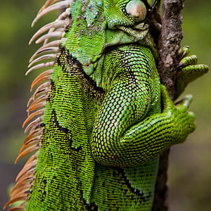 skincare, iguana, lizard, reptile, green, scales, scaly
