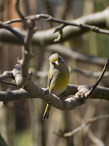 greenfinch, bird, tree, animal, songbird, feather, plumage