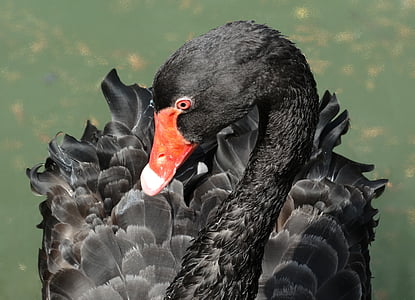black swan, bird, stately, red beak, feathers, black, animal