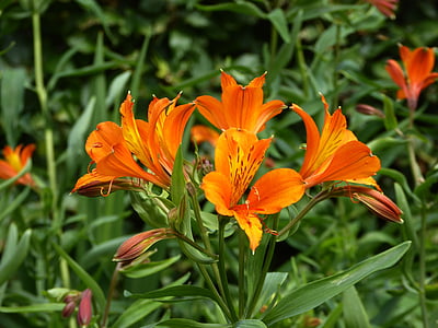 bunga bakung, Orange, Tutup, seni garden, mekar, cerah, Lily