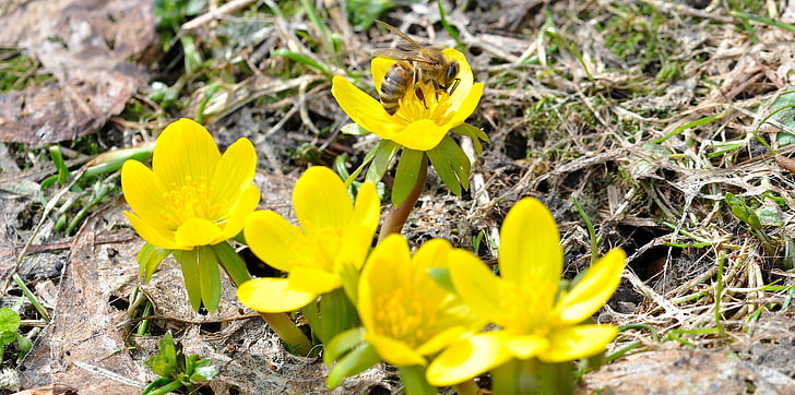 Vinter linge, Bee, insekt, blomster, Blossom, blomst, gul