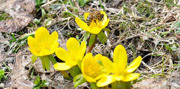 ฤดูหนาว linge, ผึ้ง, แมลง, ดอกไม้, ดอก, บาน, สีเหลือง
